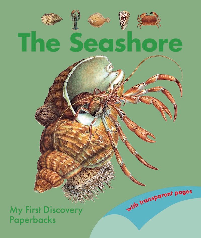 The Seashore (My First Discovery) - (PB)