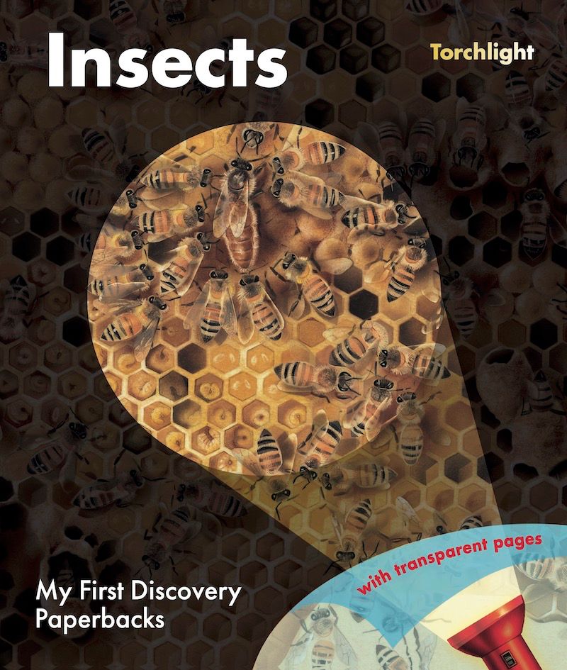 Insects (My First Discovery) - (PB)